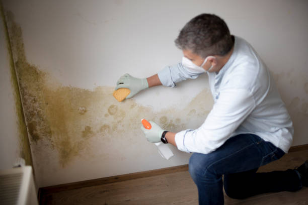 Best Mold Documentation for Insurance Claims  in Rye Brook, NY