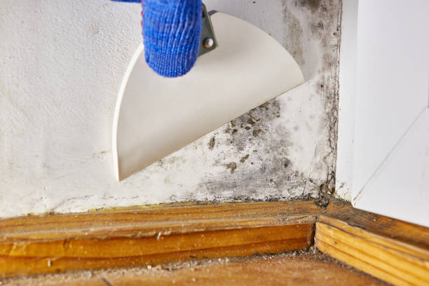 Best Forensic Mold Investigation  in Rye Brook, NY