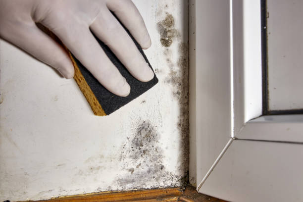 Best Residential Mold Inspection & Testing  in Rye Brook, NY